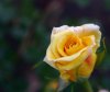 yelow rose.jpg