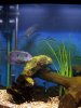 2ft Cichlids 2690&#5.jpg