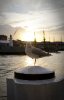 sea gull on post (Large).jpg