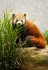 Red Panda (Medium).jpg