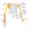 Human-arm-bones-diagramtyyyyyyyyyyyyy.jpg