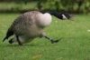 Anger Management Goose.jpg
