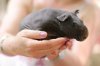 Hairless-guinea-pig.jpg