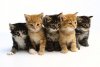 five-kittens-photo.jpg