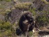 baboon.jpg baboon.jpg