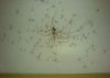 Spiders.jpg