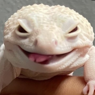 danncam