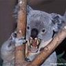 Drop_Bear