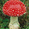 mushroom