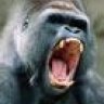 gorilla