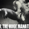 huge manatee