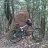 DIRT ROCKS N TREES