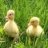 Ducky Punk