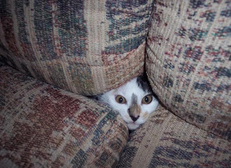cat behind sofa.jpg