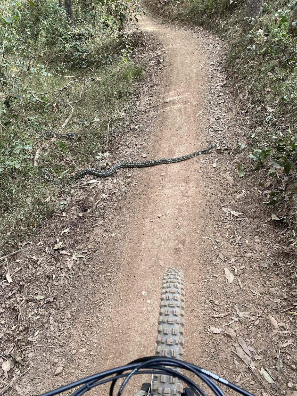 Snake crossing.jpg